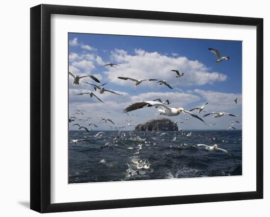 Gannets in Flight, Following Fishing Boat Off Bass Rock, Firth of Forth, Scotland-Toon Ann & Steve-Framed Photographic Print