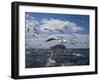 Gannets in Flight, Following Fishing Boat Off Bass Rock, Firth of Forth, Scotland-Toon Ann & Steve-Framed Photographic Print