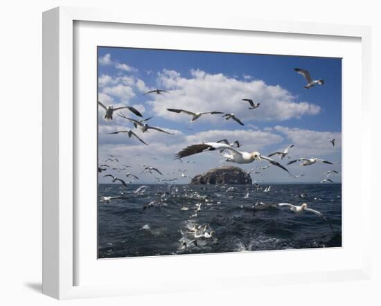 Gannets in Flight, Following Fishing Boat Off Bass Rock, Firth of Forth, Scotland-Toon Ann & Steve-Framed Photographic Print