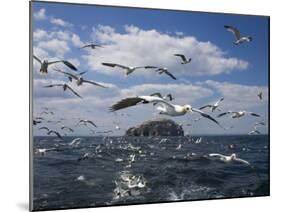 Gannets in Flight, Following Fishing Boat Off Bass Rock, Firth of Forth, Scotland-Toon Ann & Steve-Mounted Photographic Print