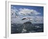 Gannets in Flight, Following Fishing Boat Off Bass Rock, Firth of Forth, Scotland-Toon Ann & Steve-Framed Photographic Print