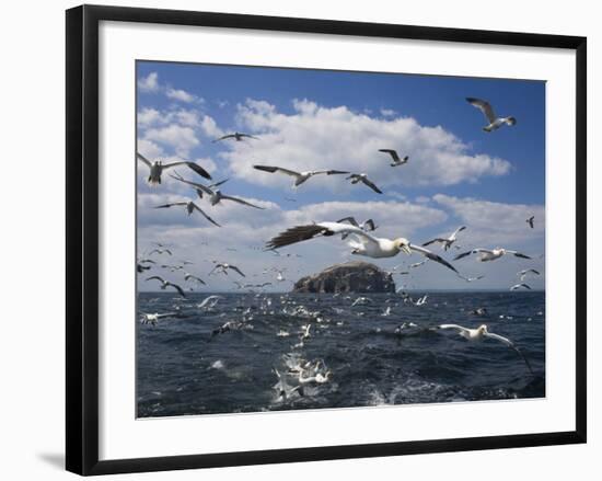 Gannets in Flight, Following Fishing Boat Off Bass Rock, Firth of Forth, Scotland-Toon Ann & Steve-Framed Photographic Print