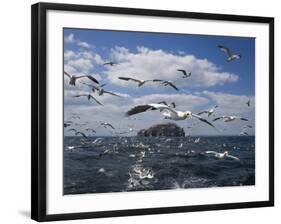 Gannets in Flight, Following Fishing Boat Off Bass Rock, Firth of Forth, Scotland-Toon Ann & Steve-Framed Photographic Print