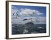 Gannets in Flight, Following Fishing Boat Off Bass Rock, Firth of Forth, Scotland-Toon Ann & Steve-Framed Photographic Print