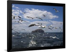 Gannets in Flight, Following Fishing Boat Off Bass Rock, Firth of Forth, Scotland-Toon Ann & Steve-Framed Photographic Print