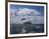 Gannets in Flight, Following Fishing Boat Off Bass Rock, Firth of Forth, Scotland-Toon Ann & Steve-Framed Photographic Print