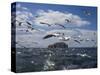 Gannets in Flight, Following Fishing Boat Off Bass Rock, Firth of Forth, Scotland-Toon Ann & Steve-Stretched Canvas