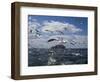 Gannets in Flight, Following Fishing Boat Off Bass Rock, Firth of Forth, Scotland-Toon Ann & Steve-Framed Photographic Print