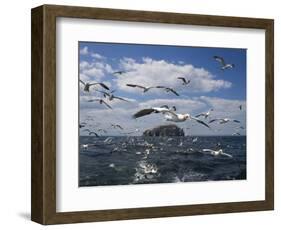 Gannets in Flight, Following Fishing Boat Off Bass Rock, Firth of Forth, Scotland-Toon Ann & Steve-Framed Photographic Print