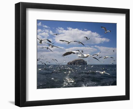 Gannets in Flight, Following Fishing Boat Off Bass Rock, Firth of Forth, Scotland-Toon Ann & Steve-Framed Photographic Print