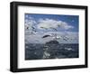 Gannets in Flight, Following Fishing Boat Off Bass Rock, Firth of Forth, Scotland-Toon Ann & Steve-Framed Photographic Print