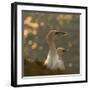 Gannets In Sunset-Karen Kolbeck-Framed Giclee Print