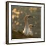 Gannets In Sunset-Karen Kolbeck-Framed Giclee Print