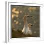 Gannets In Sunset-Karen Kolbeck-Framed Giclee Print