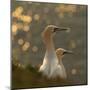 Gannets In Sunset-Karen Kolbeck-Mounted Giclee Print