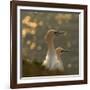 Gannets In Sunset-Karen Kolbeck-Framed Giclee Print