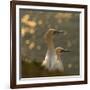 Gannets In Sunset-Karen Kolbeck-Framed Giclee Print