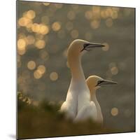 Gannets In Sunset-Karen Kolbeck-Mounted Giclee Print