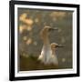 Gannets In Sunset-Karen Kolbeck-Framed Giclee Print