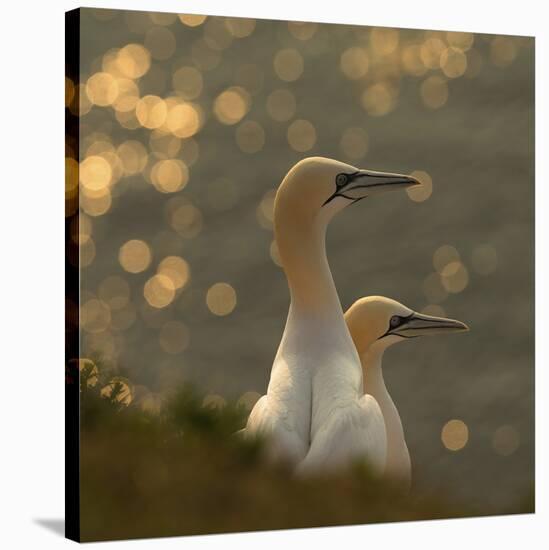Gannets In Sunset-Karen Kolbeck-Stretched Canvas