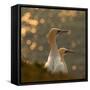 Gannets in Sunset-Karen Kolbeck-Framed Stretched Canvas