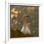 Gannets in Sunset-Karen Kolbeck-Framed Photographic Print