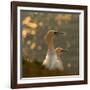 Gannets in Sunset-Karen Kolbeck-Framed Photographic Print