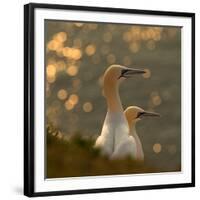 Gannets in Sunset-Karen Kolbeck-Framed Photographic Print