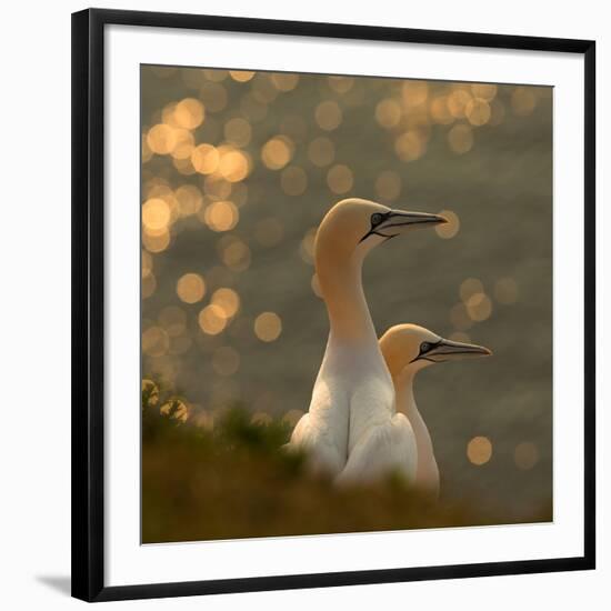 Gannets in Sunset-Karen Kolbeck-Framed Photographic Print