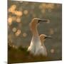 Gannets in Sunset-Karen Kolbeck-Mounted Photographic Print