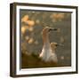 Gannets in Sunset-Karen Kolbeck-Framed Photographic Print