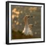 Gannets in Sunset-Karen Kolbeck-Framed Photographic Print