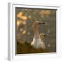 Gannets in Sunset-Karen Kolbeck-Framed Photographic Print