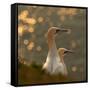 Gannets in Sunset-Karen Kolbeck-Framed Stretched Canvas