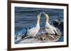 Gannets (Morus Bassanus) Courtship Behavior on Nest on Abandoned Boat, La Spezia Gulf, Italy-Angelo Gandolfi-Framed Photographic Print