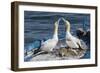 Gannets (Morus Bassanus) Courtship Behavior on Nest on Abandoned Boat, La Spezia Gulf, Italy-Angelo Gandolfi-Framed Photographic Print