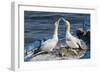 Gannets (Morus Bassanus) Courtship Behavior on Nest on Abandoned Boat, La Spezia Gulf, Italy-Angelo Gandolfi-Framed Photographic Print