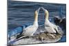 Gannets (Morus Bassanus) Courtship Behavior on Nest on Abandoned Boat, La Spezia Gulf, Italy-Angelo Gandolfi-Mounted Photographic Print