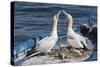 Gannets (Morus Bassanus) Courtship Behavior on Nest on Abandoned Boat, La Spezia Gulf, Italy-Angelo Gandolfi-Stretched Canvas