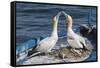 Gannets (Morus Bassanus) Courtship Behavior on Nest on Abandoned Boat, La Spezia Gulf, Italy-Angelo Gandolfi-Framed Stretched Canvas