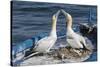 Gannets (Morus Bassanus) Courtship Behavior on Nest on Abandoned Boat, La Spezia Gulf, Italy-Angelo Gandolfi-Stretched Canvas