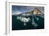 Gannets (Morus Bassanus) Diving to Feed on Discarded Fish, Shetland, Scotland, UK-Richard Shucksmith-Framed Photographic Print