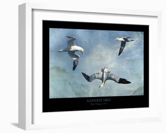 Gannets Trio-Carlos Casamayor-Framed Giclee Print