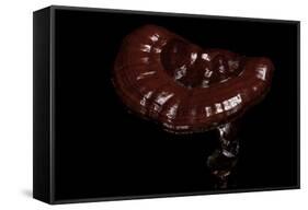 Ganoderma Lucidum (Reishi Mushroom, Lingzhi Mushroom, Lacquered Bracket)-Paul Starosta-Framed Stretched Canvas