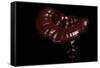 Ganoderma Lucidum (Reishi Mushroom, Lingzhi Mushroom, Lacquered Bracket)-Paul Starosta-Framed Stretched Canvas