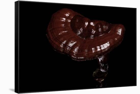 Ganoderma Lucidum (Reishi Mushroom, Lingzhi Mushroom, Lacquered Bracket)-Paul Starosta-Framed Stretched Canvas