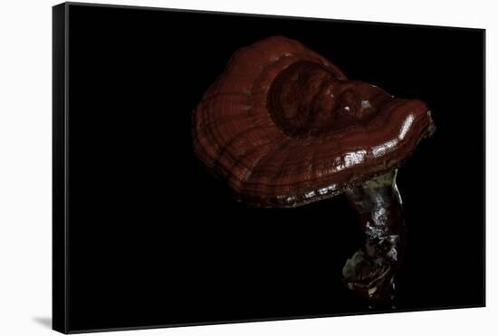 Ganoderma Lucidum (Reishi Mushroom, Lingzhi Mushroom, Lacquered Bracket)-Paul Starosta-Framed Stretched Canvas