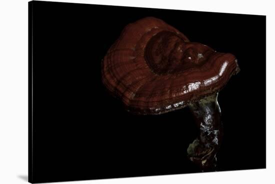 Ganoderma Lucidum (Reishi Mushroom, Lingzhi Mushroom, Lacquered Bracket)-Paul Starosta-Stretched Canvas