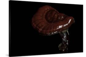 Ganoderma Lucidum (Reishi Mushroom, Lingzhi Mushroom, Lacquered Bracket)-Paul Starosta-Stretched Canvas