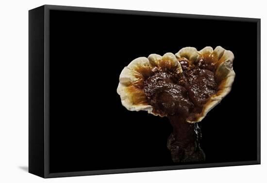 Ganoderma Lucidum (Reishi Mushroom, Lingzhi Mushroom, Lacquered Bracket)-Paul Starosta-Framed Stretched Canvas